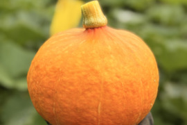 【自然栽培】鮮やかな朱色に詰まった、濃密な甘み。「べにくり」プレミアム栗カボチャ（農薬・除草剤不使用）Sサイズ（1kg以下）