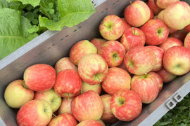 長野県産・美味しい完熟りんご『シナノドルチェ』5kg