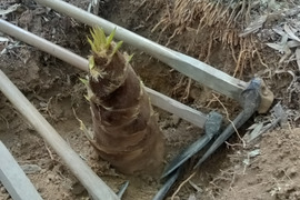 孟宗竹の生たけのこ、朝掘りタケノコ !   柔らかくて、エグ味が少ないです。５０年以上農薬・化学肥料を施していません。栽培管理としては、間伐して、タケノコを掘るだけです。予約受付中