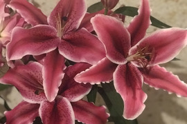 ■簡易包装■【累計5000件発送突破】~Life with Lilies~【オリエンタルユリ赤5本束】赤に白い縁♥ずっと鼻を近づけていたい・・・そんな香りです♥
