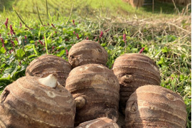 おおふくの頭芋(里芋の親芋)5キロ　ねっとりほくほく　農薬不使用有機肥料栽培