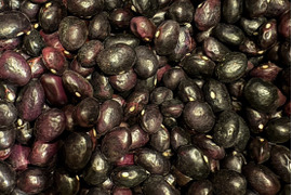 希少‼️栗豆🫘【北海道産】農薬化学肥料･除草剤不使用🫘250g☺️メール便