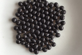 自然農で作った令和7年産　黒千石大豆　500g