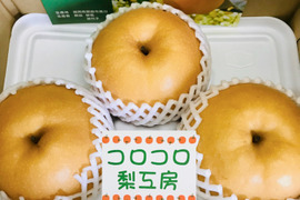 味に自信あり😋【大きさにも美味しさにびっくり‼️】新高梨贈答用2.0kg以上(特大2-3個入)✨樹上完熟、甘くてとってもフルーティー✨️糖度15度超‼️お届け後の日持ちを良くする為クール便で発送🚚