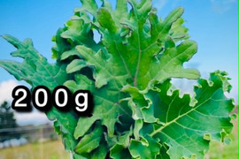 【自然栽培】道産ケール・200g （草の力だけで育てたこだわりの無肥料野菜）
