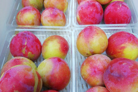 スモモ「大石早生」ご好評販売中、訳あり　家庭専用　2.4キロ 6月月末から収獲発送