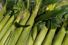 北海道産ヤングコーン20本