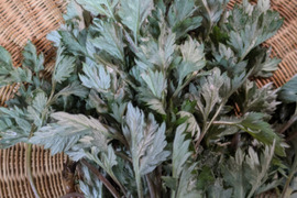 よもぎ　春よもぎ　約500g  天然ハーブ