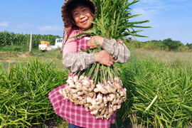 シャキシャキとした香りのいいもみじ生姜 1kg
