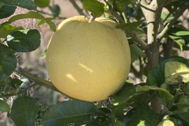 冬の贅沢「紅まどか」約3kg（家庭用）