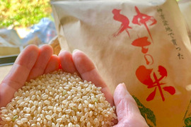 貴重な天日干し！京都府南丹市産「モチ米」玄米10kg（栽培期間中農薬不使用）