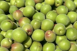 白加賀　青梅　約10kg　サイズ混合　静岡県産　外観不良あり
