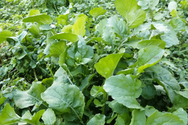 今が旬！ピリッとした辛みが美味しいルッコラ！
春のサラダ需要にお応え致します。
たっぷり８００ｇ入ってます。鍋の季節も終わりを迎え
いよいよサラダが美味しい季節がやって来ました。