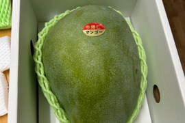 【贈答用】沖縄県産完熟キーツマンゴー　1.5kg（大玉1玉）