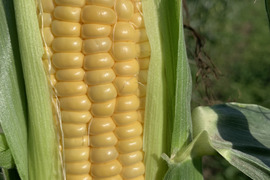 プチプチ食感で、甘〜い、朝採りとうもろこし10本(一本約400g)