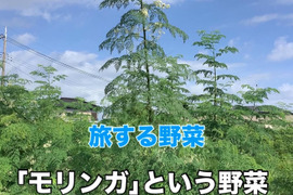 摘みたてモリンガ・リーフ【生葉】@旅する野菜