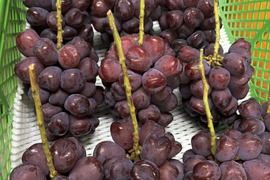 ☆富士の輝☆ 家庭用２房　１.２ｋｇ