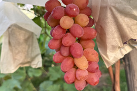 皮食ok！小粒で甘ーい　ヌーベルローズ