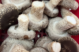 大田区で収穫！お得用サイズミックス！東京福しいたけ(500g・スタンドパック)