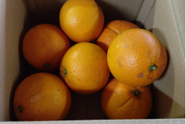 果汁たっぷり　ネーブル　5キロ 和歌山県産