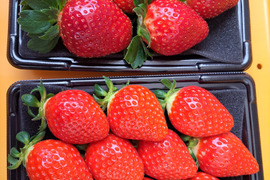 埼玉いちご「べにたま+他品種」食べ比べセット270ｇ×2ｐ