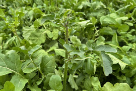 【花＊ルッコラ】年に一度のお楽しみ☆この時期しか出ないルッコラの花