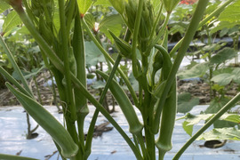 丸オクラ2㎏　大きくてもやわらかい。土の栄養まるごと！腐植栽培の朝採り丸オクラ、畑から直送 　栽培期間中農薬・除草剤・化学肥料不使用