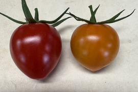 食べ比べ　切ったらハート⁈  美味しくてかわいいトマトベリー　トマトベリーオレンジ　2kg(各1kg 2箱)