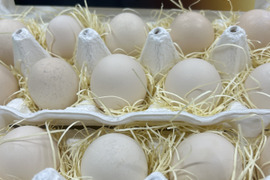 烏骨鶏　濃厚な黄身！爽やかな白身が自慢！【烏骨鶏輝翔卵】20個入