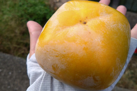 【送料500円引き】和歌山県産　ひらたねなし柿　A品 5kg
