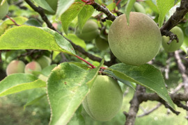 栽培期間中農薬不使用　群馬県産　青梅2キロ