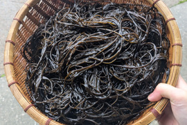 【希少海藻】ネバネバ！シャキシャキ！！『クロモ』生５００ｇ