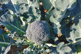 淡路島　ブロッコリー5株