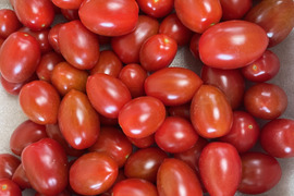 栃木県産『フラガール』約1.9kg