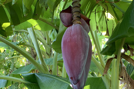 バナナの花2kg 3〜6個