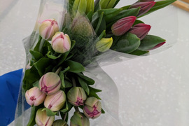 フラワーファームしろねのチューリップ切り花 20本アソートセット(5本束×4品種)※北海道・沖縄県配送不可※