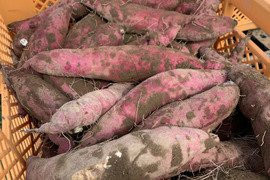 野菜の通販｜食べチョク｜産地直送(産直)お取り寄せ通販 - 農家・漁師