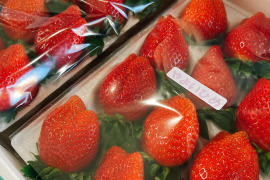 【腸活イチゴ⁉️】『やよい姫』クッショントレー2枚（24～36粒、約900g）こてんねぇイチゴ