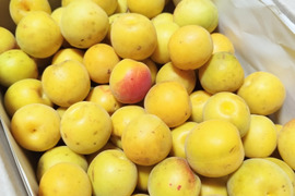 梅 自然栽培の通販｜食べチョク｜産地直送(産直)お取り寄せ通販 - 農家