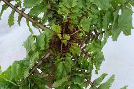 【大根葉好き必見】会津赤筋大根の葉 自然農法 1.5kg (8~10株程度の量 )