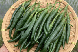 南房総市産!!フレッシュな青唐辛子（ホットパラソルＥＸ）300g