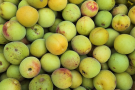 南高梅 完熟の通販｜食べチョク｜産地直送(産直)お取り寄せ通販
