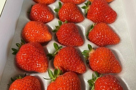 【夏ギフト】さわやかな甘みと酸味がギュッと詰まった夏イチゴ🍓【山形S7号】いまだけ大粒サイズ【15粒・360g以上】【ケーキやお菓子作りにもどうぞ】