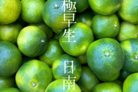【大崎上島産】【5kg】極早生みかん　日南