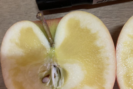 すぐ発送！蜜入りチェック済！超遅もぎ樹上完熟蜜入り葉取らずこうとく約1.8キロ10-14玉