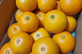 小玉～由良の木なりはっさく　　　　ご家庭用