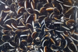 宍道湖産シジミM1kg(砂抜済)