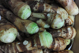 甘味が増した、ホクホクしっとり！小芋訳アリはね出しタケノコ芋(京芋)2.3Kg