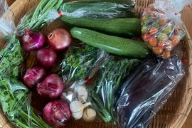 熊本県八代産　6月に採れた農薬不使用野菜、赤タマネギ、ニンニク、パクチー、パセリ、インゲン豆、ナス、ミニトマト、ズッキーニ詰め合わせ、野菜詰め合わせ3kgほど