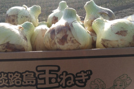 【訳あり】淡路島新玉ねぎ3ｋｇ